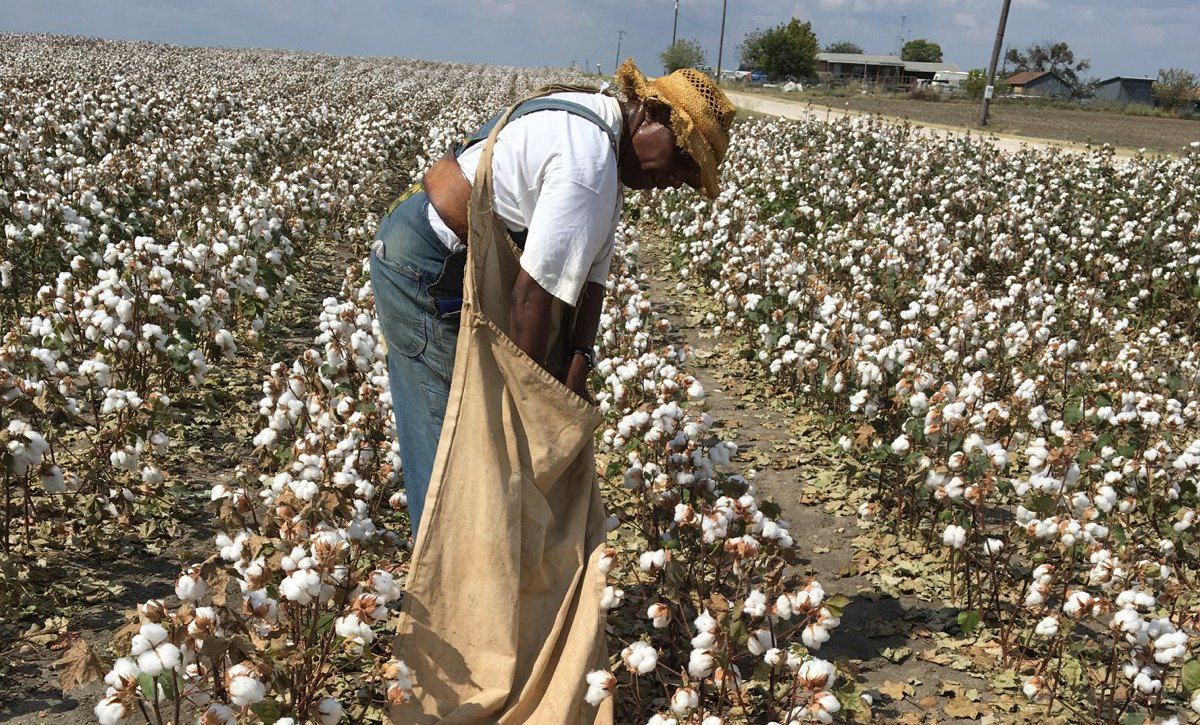 “Professor Freedom” Observes the First African-American Cotton Pickers’ Day