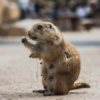 Groundhog Day