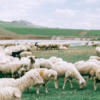 Sheep Needs A Shepherd
