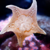 starfish clings