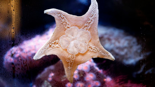 starfish clings