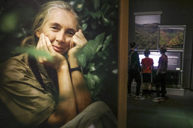 Jane Goodall’s portrait