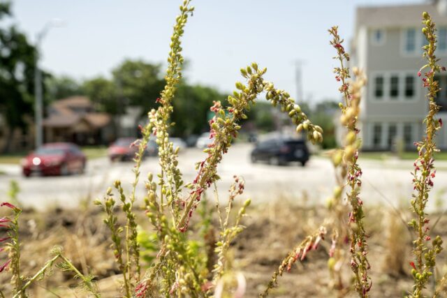 Blackland prairie plants