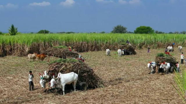 Sugar cane industry in the Dominican Republic