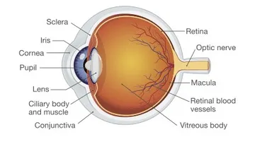 eye anatomy