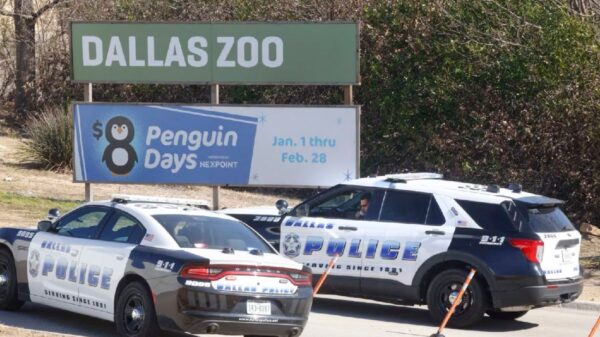 A pair of Dallas police vehicles