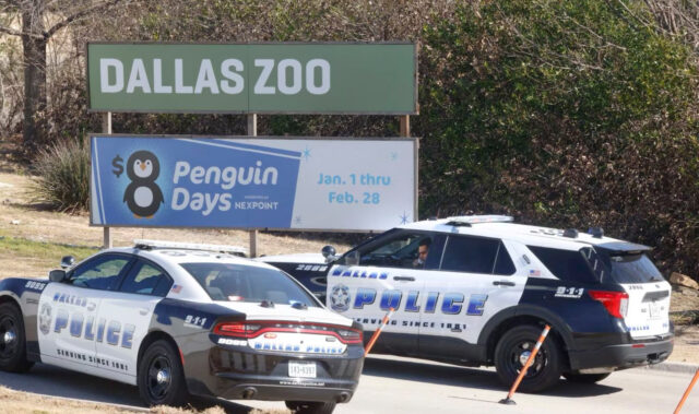 A pair of Dallas police vehicles sit at an entrance to the Dallas Zoo on Jan. 13 after a clouded leopard got out of its habitat