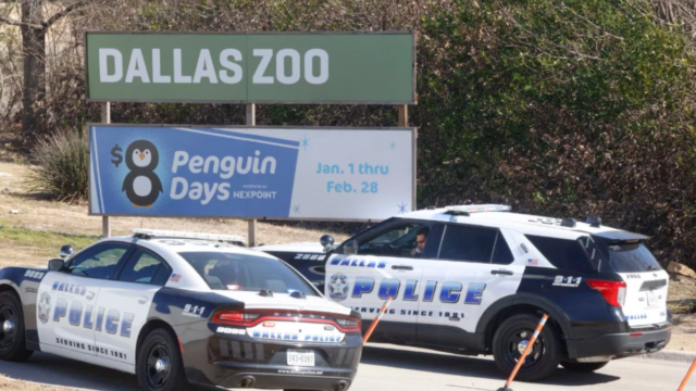 A pair of Dallas police vehicles