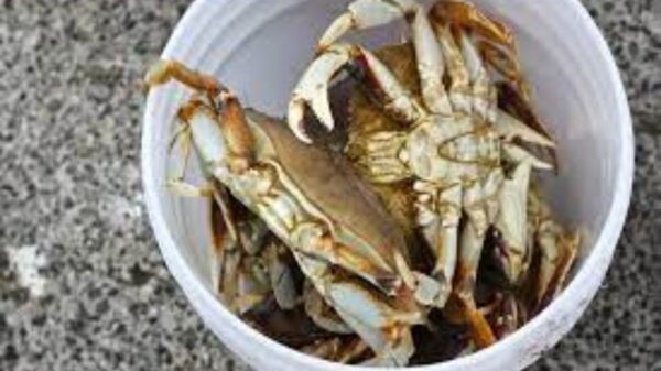 Crab