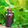 peppermint