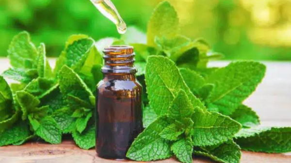 peppermint
