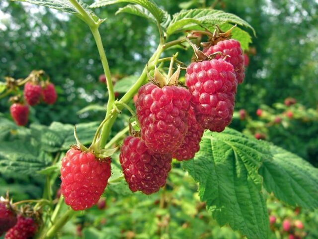 Raspberries