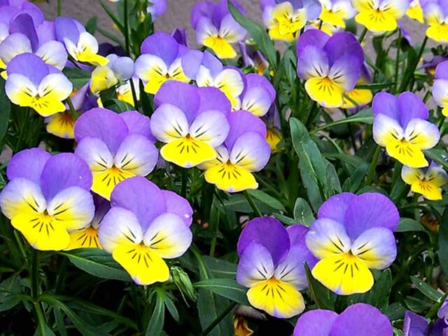 Pansies and Violas