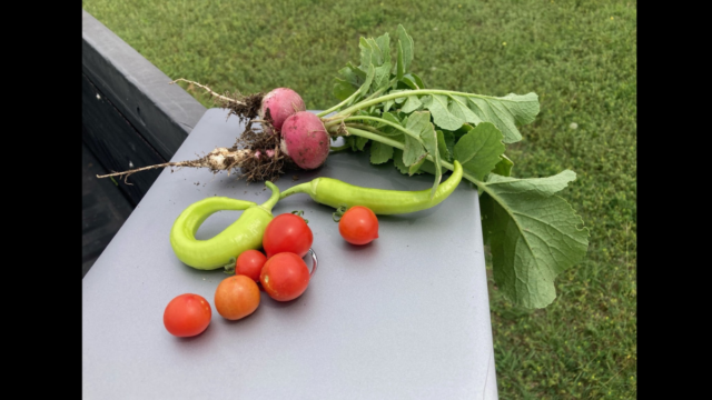 DeSoto ISD Elementary Scholars Harvest School Gardens